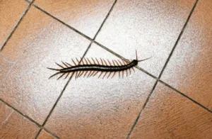 millepiedi in casa