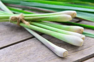 piante di citronella