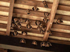 pipistrelli in casa