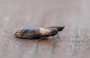 plodia interpunctella