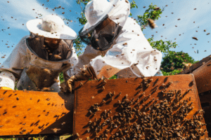 produzione api