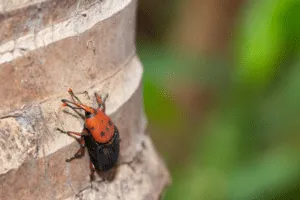 punteruolo rosso in casa punteruolo rosso in casa