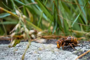 puntura di calabrone