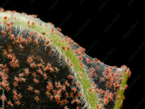 ragnetti rossi piccolissimi