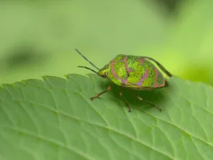 rimedi naturali contro le cimici verdi