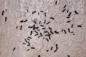rimedi naturali per allontanare le formiche