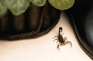 scorpione in casa