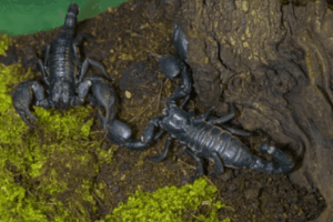 scorpioni