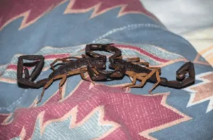 scorpioni in casa