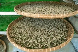 sericoltura