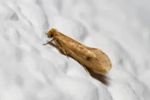 tinea pellionella