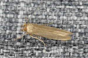 tineola bisselliella