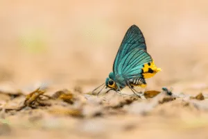 tipi di farfalla e caratteristiche