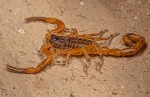 tityus serrulatus