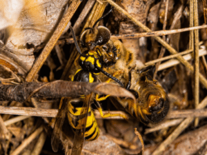 vespe del legno disinfestazione