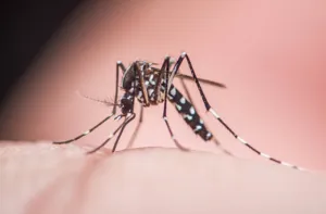 zanzara dengue